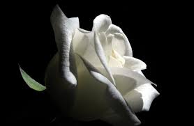 ΣΦΙΠ: ΣΤΕΛΙΟ, ΤΑ ΘΕΡΜΑ ΜΑΣ ΣΥΛΛΥΠΗΤΗΡΙΑ